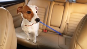 Sicurezza in auto per cani: le regole del Codice della Strada sulle cinture