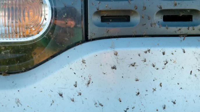 Incubo moscerini: come eliminare questo fastidioso problema